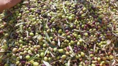Calabria Olive ekstra bakire yağı yapmak için.