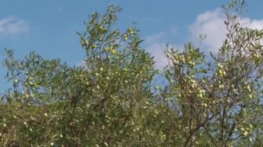 Calabria bölgesindeki zeytin ağacı Akdeniz topraklarında ekstra bakir yağ üretimi için