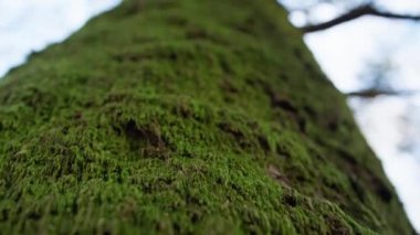 Sonbahar mevsiminde Orman Ağaçları.