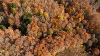 Sonbahar mevsiminde Orman Ağaçları.