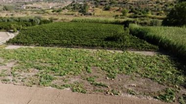 İtalyan tarlasında balkabağı yetiştirme çiftliği, hava manzarası.