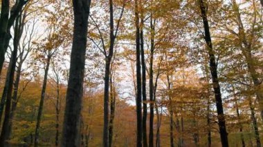 Portakallı İnce Ağaçlar Sonbaharda Yürüyüşte Yapraklar.