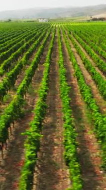 Şarap hasadı için Ciro Marina 'daki Calabria' daki üzüm bağları.