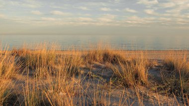 Kıyı Okyanusu yakınındaki Çölde Kuru Bitkiler.