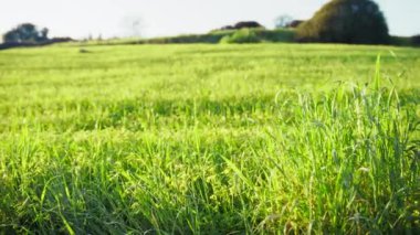 Bahar mevsimi için Doğa Arkaplan Çayırı.