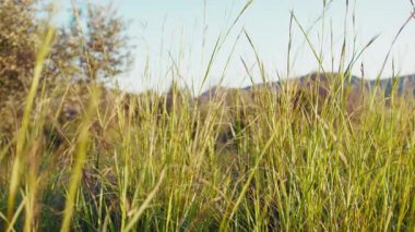 Bahar mevsimi için Doğa Arkaplan Çayırı.