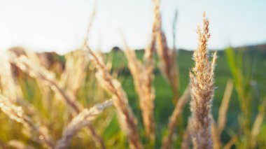 Bahar mevsimi için Doğa Arkaplan Çayırı.