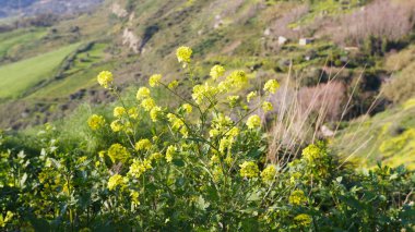 Bahar mevsimi için Doğa Arkaplan Çayırı.