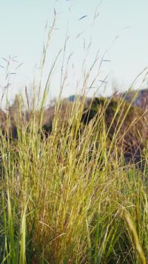 Bahar mevsimi için Doğa Arkaplan Çayırı.
