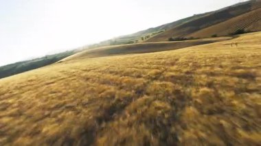 İtalya Fpv Havacılık 'ta sonsuz buğday tarlası.