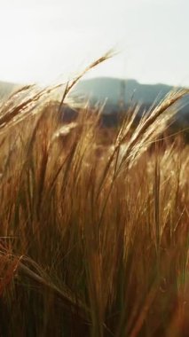 Sıska Buğday Kulakları Güneşin Son Işığında Rüzgarda Salınır.