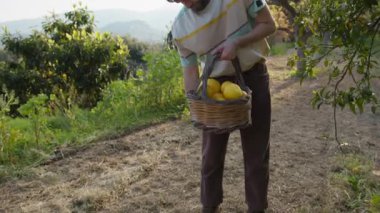 Genç çiftçi taşrada bir sepet dolusu limonu kaldırıyor..