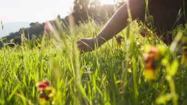 Yaz güneşinin altında çimenlere dokunan bir adamın elleri. 