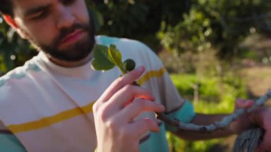 Çiftçi yaprakları inceleyerek bir ağacın sağlığını kontrol ediyor.