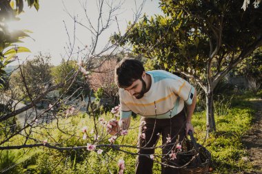 Çiftçi yaprakları inceleyerek bir ağacın sağlığını kontrol ediyor.