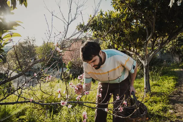 Çiftçi yaprakları inceleyerek bir ağacın sağlığını kontrol ediyor.