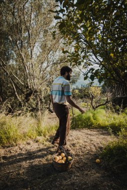 Çiftçi ağaçtan limon toplamaya başladı. 