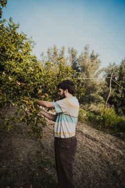 Çiftçi ağaçtan limon toplamaya başladı. 