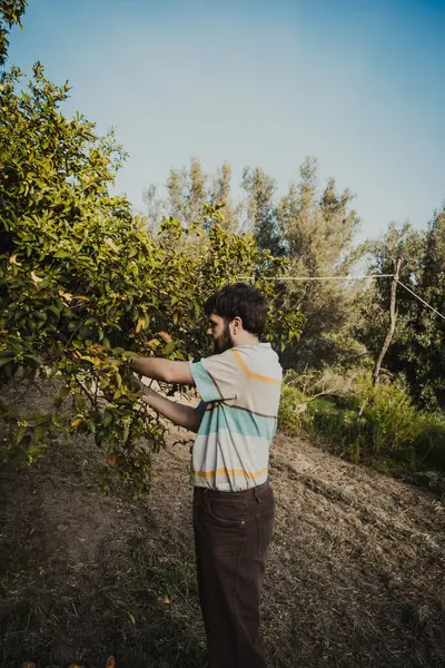 Çiftçi ağaçtan limon toplamaya başladı. 
