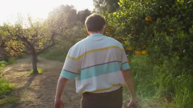 Çiftçi ağaçtan limon toplamaya başladı. 