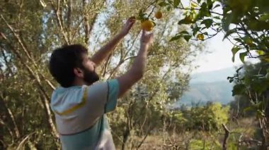 Genç Adam Uzun Bir Ağaçtan Limon Topluyor . 