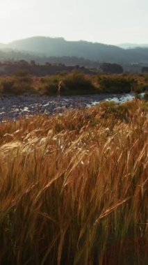 Buğday ekimi kulakları günün son ışığında Calabria 'da nehrin kıyısında rüzgârda hareket eder..