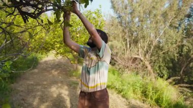 Genç adam kırsaldaki uzun ağaçtan üzüm topluyor.. 