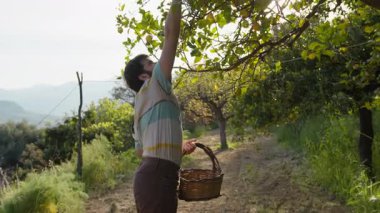 Çiftçi ağaçtan limon topluyor ve onları sepete koyuyor.. 
