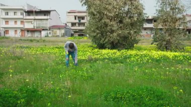Yeşil çimlerde gezen bir adam Çiçek topluyor. 