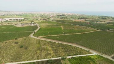 Şarap hasadı için Ciro Marina 'daki Calabria' daki üzüm bağları.