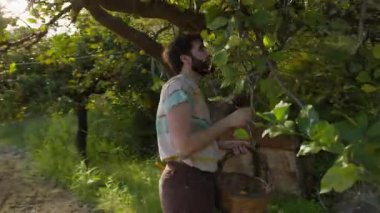Doğadaki Adam ağaçtaki limonlara uzanmak için geriliyor.. 
