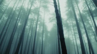 Uzun, ince ağaç gövdeleri kasvetli, sisli bir dağ manzarasında.