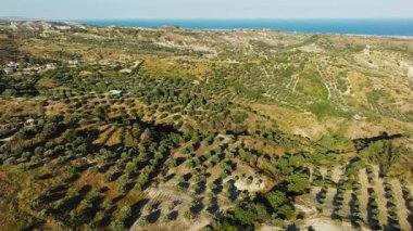 Asırlık zeytin ağaçları Calabria 'da denizin kıyısındaki bir yamaçta uzanıyor..