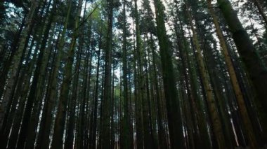 Dağlarda uzun, ince, kuru ağaç gövdeleri..