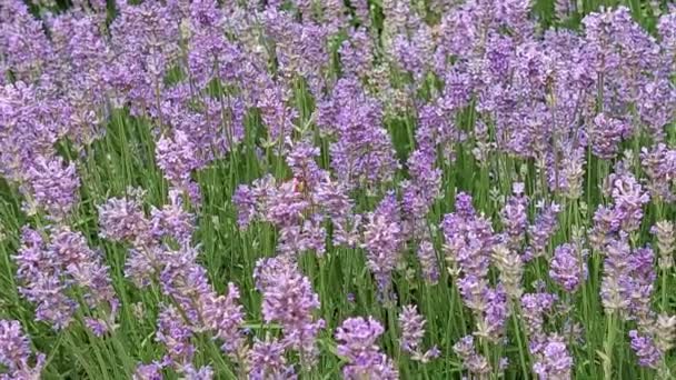 Insects Feasting Lavender Bumblebee Bee Hummingbird Hawk Moth Macroglossum Stellatarum — Stock Video