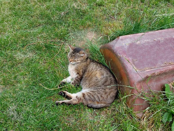 Completely Ordinary Tabby Cat Sleeps Happily Sun Domestic Pet — Stock Photo, Image