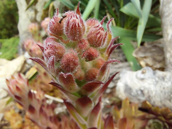Hausblume Makro Botanikname Sempervivum Detail Der Pflanze Auf Defokussiertem Hintergrund — Stockfoto