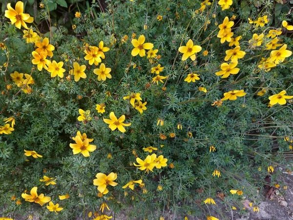 Bidens Ferulifolia Planta Con Flores Color Amarillo Brillante Hojas Verdes —  Fotos de Stock