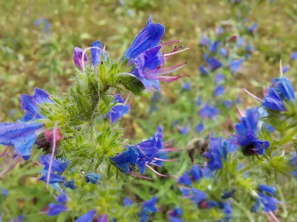 Echium Vulgare Conocido Como Víboras Bugloss Blueweed Macro Con Fondo —  Fotos de Stock