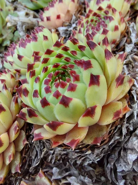 Растение Houseleek Зелеными Красными Листьями Макро Ботаническое Название Sempervivum Деталь — стоковое фото