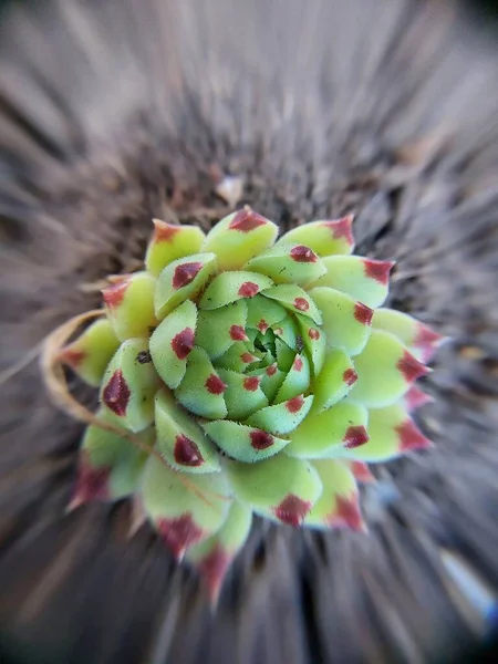Roślina Houseleek Zielonymi Czerwonymi Kolorowymi Liśćmi Makro Nazwa Botaniczna Sempervivum — Zdjęcie stockowe