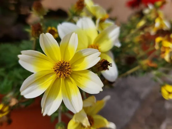 Bidens Aurea Flor Jardim Com Pétalas Brancas Amarelas Jardinagem — Fotografia de Stock