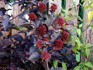 Physocarpus opulifolius, known as common ninebark, Eastern ninebark, Atlantic ninebark, or simply ninebark, ornamental red colored shrub