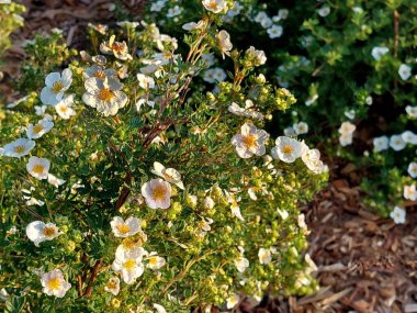 Dasiphora fruticosa, Potentilla fruticosa. Common names include shrubby cinquefoil, golden hardhack, bush cinquefoil,shrubby five-finger, widdy, and kuril tea. Popular garden shrub
