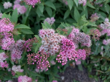 Spiraea japonica, white-pink flower of a popular garden shrub, common name Japanese meadowsweet, Japanese spiraea, gardening hobby