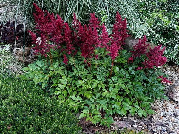 Astibe Japonica共通の名前偽のドルひげ 濃い赤の開花観賞植物 人気のある庭のハーブ — ストック写真