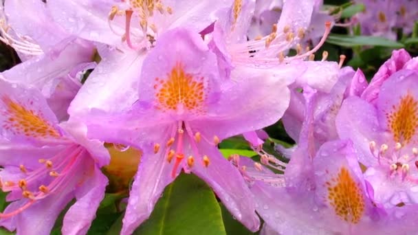 Rosafarbene Rhododendronblüte Nahaufnahme Detail Mit Regentropfen Auf Blütenblättern Scharfzeichnung Zoomen — Stockvideo