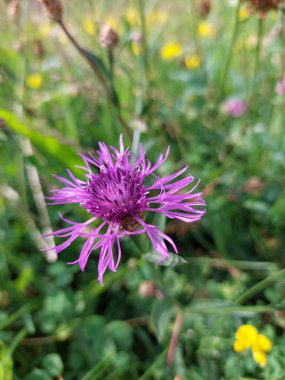 Centaurea jacea, kahverengi knapweed veya kahverengi knapweed, yaban çiçeğinin tek mor çiçeği, detaylı yakın plan, seçici odak