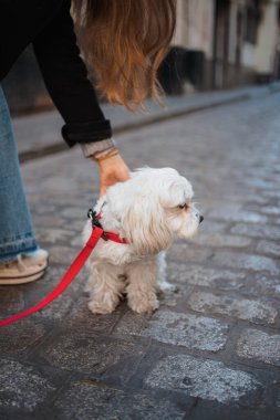 Sahibi ona dokunurken beyaz köpek yavrusu yan tarafa bakıyor.