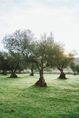 Sabah daha fazla zeytin ağacıyla çevrili bir zeytin ağacının fotoğrafı. İspanya Korusu.